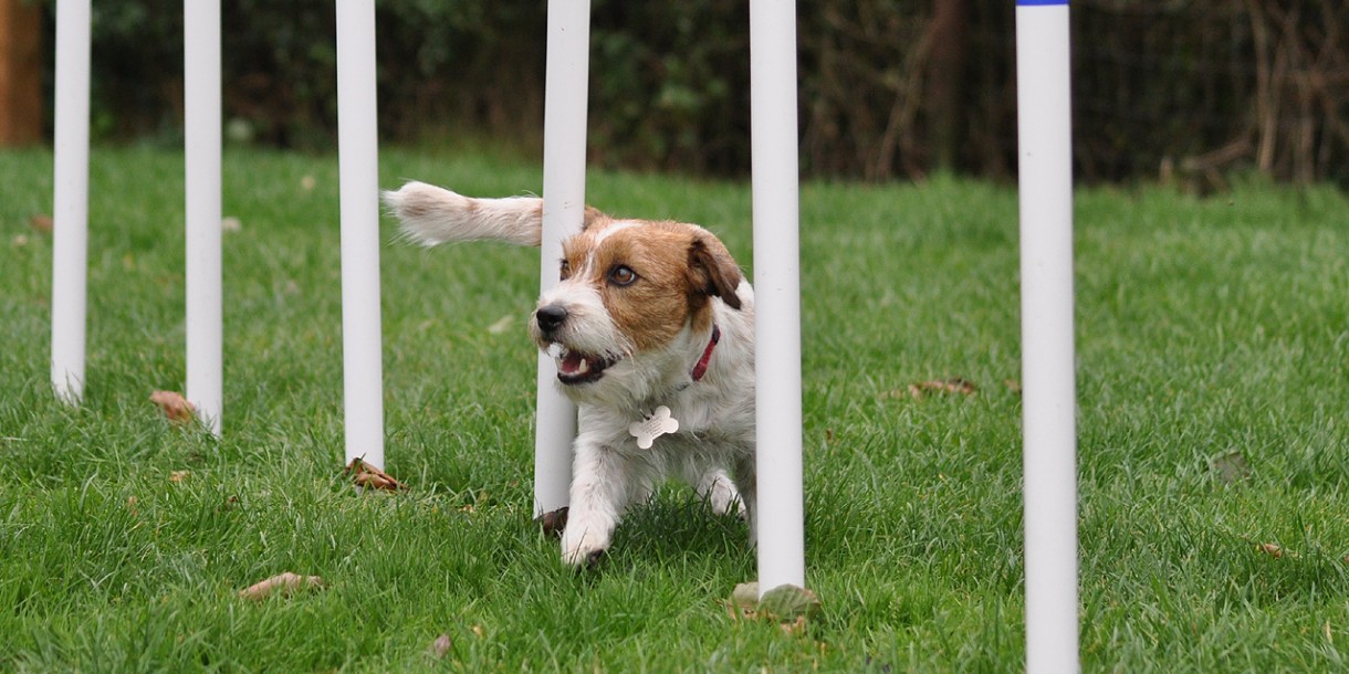 forligsmanden værdig værdighed Hundetræning | Enghave Wellness